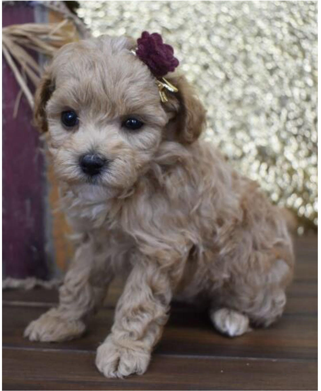 comprar cachorros sanos, baratos y asequibles para la venta